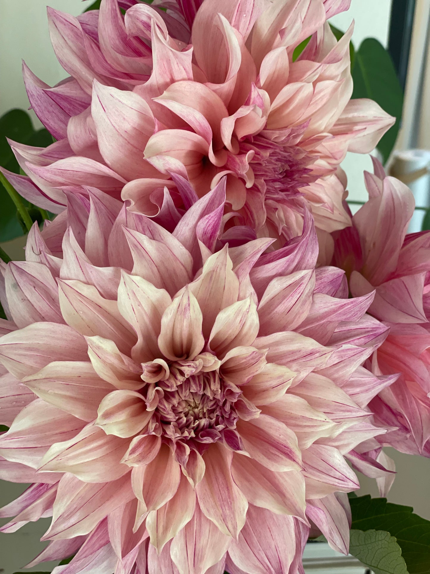 Dahlia Tuber - Cafe au lait Rose