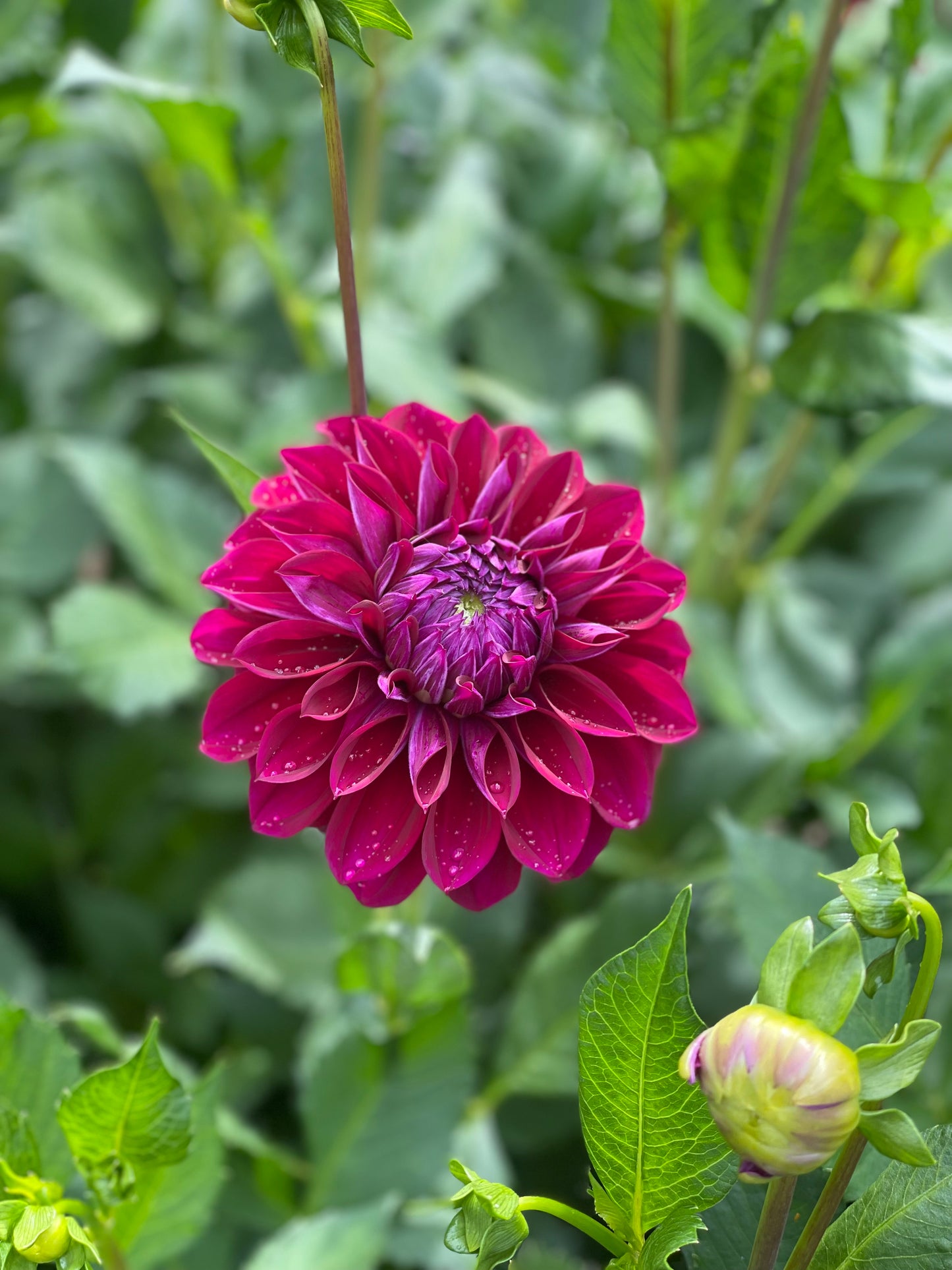 Dahlia Tuber - Diva
