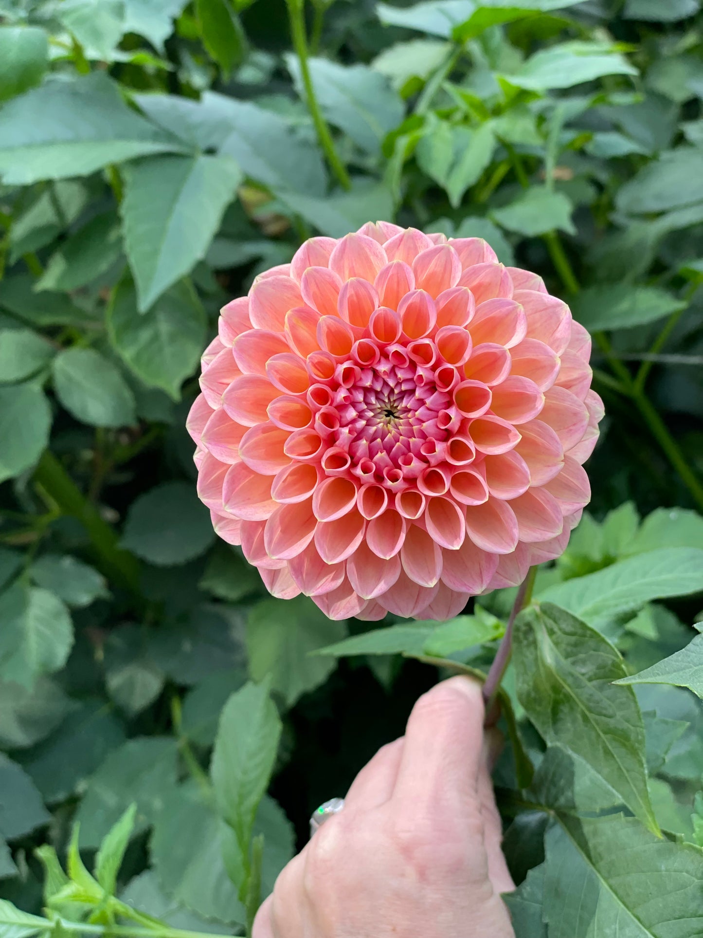 Dahlia Tuber - Caitlin’s Joy