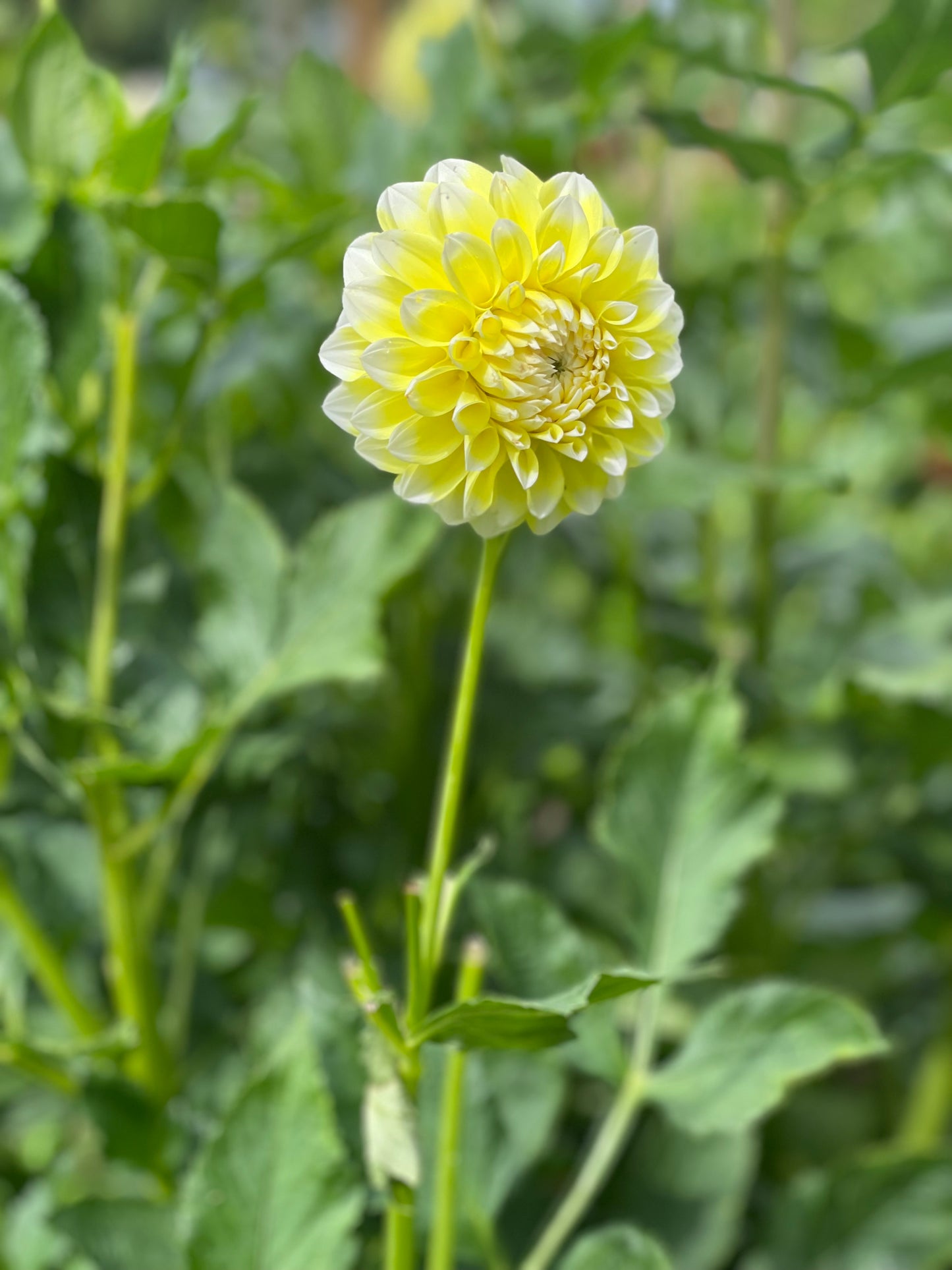 Korb’s Yellow Hy-Light