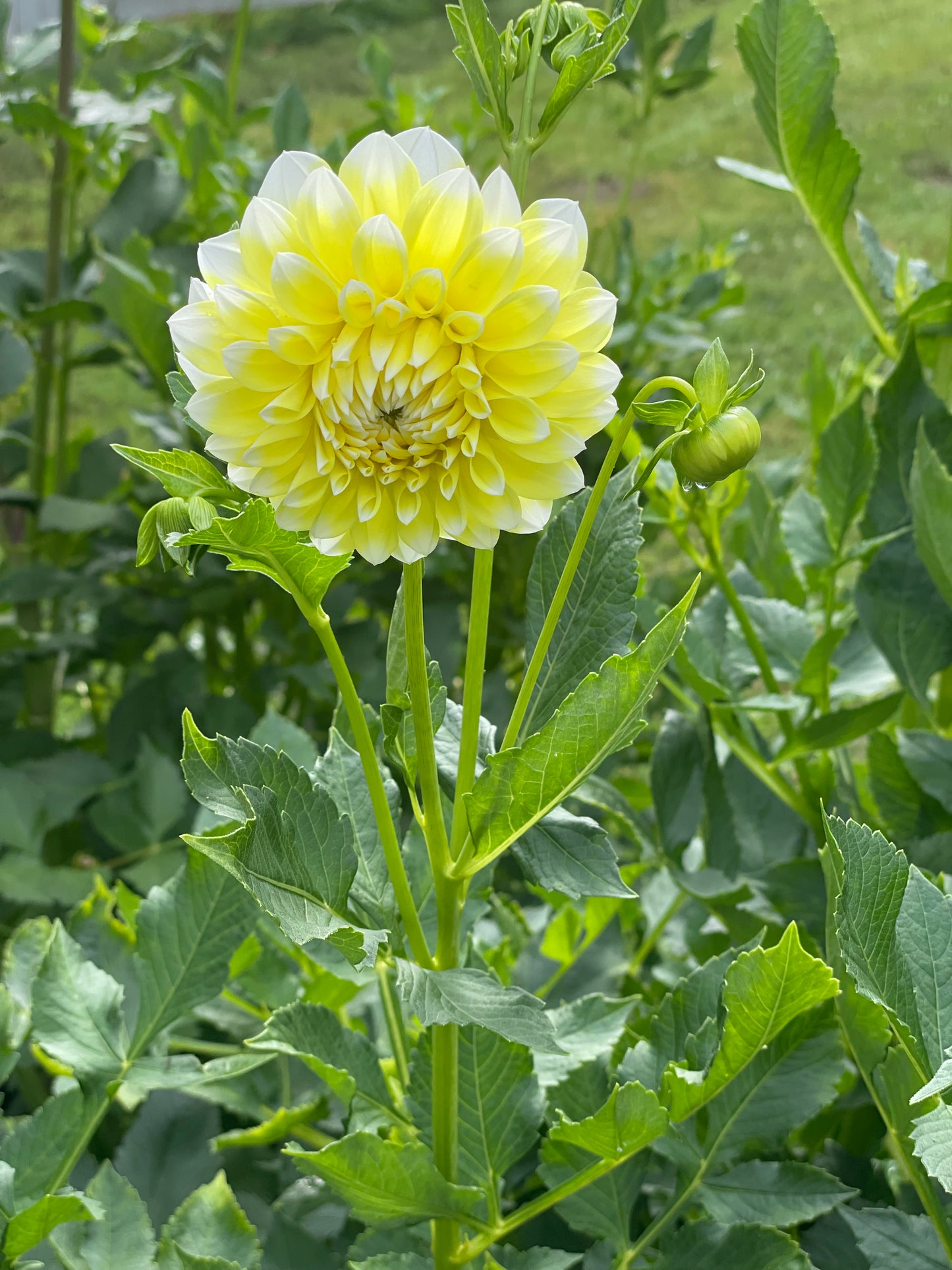 Korb’s Yellow Hy-Light