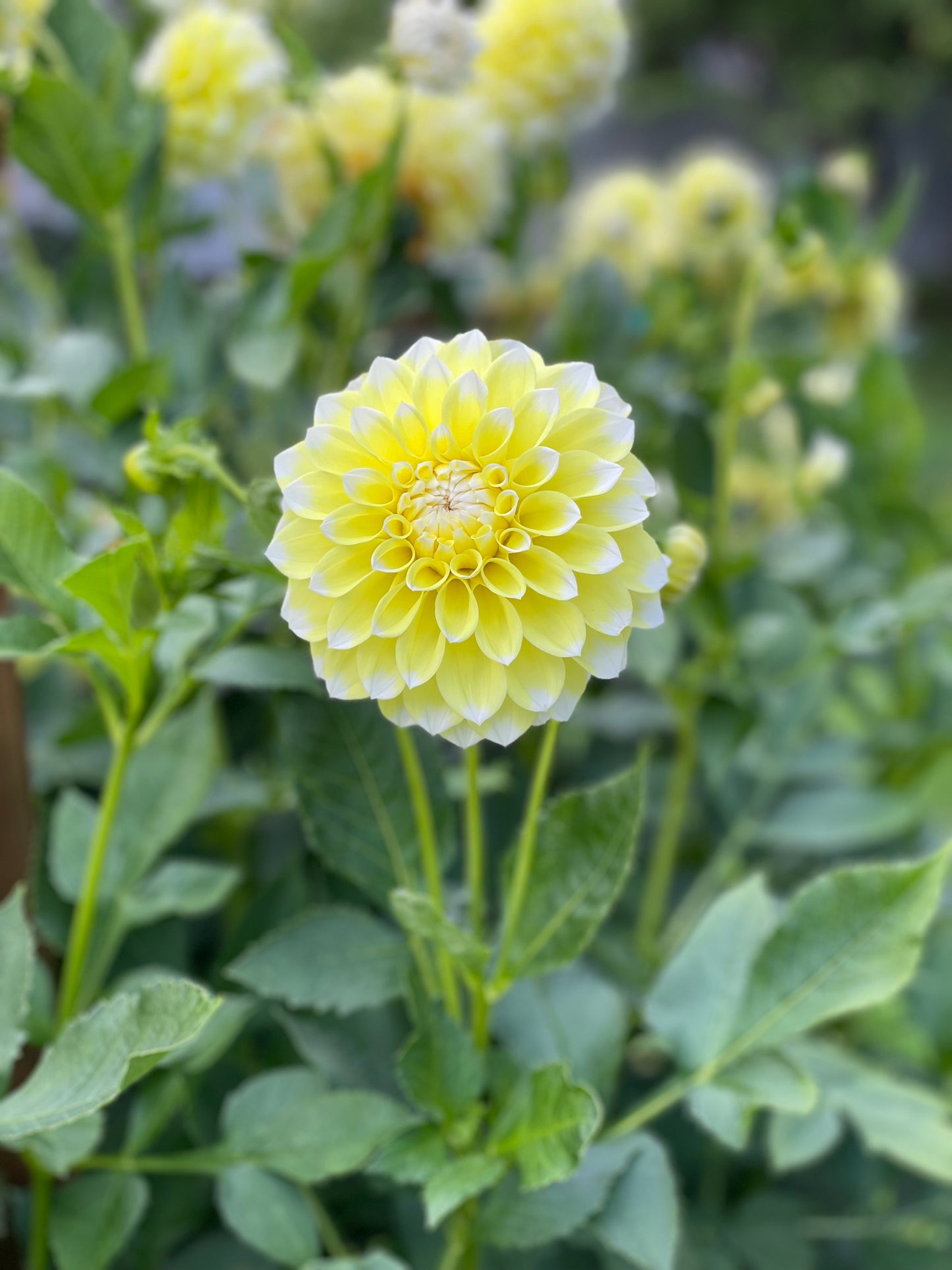 Korb’s Yellow Hy-Light