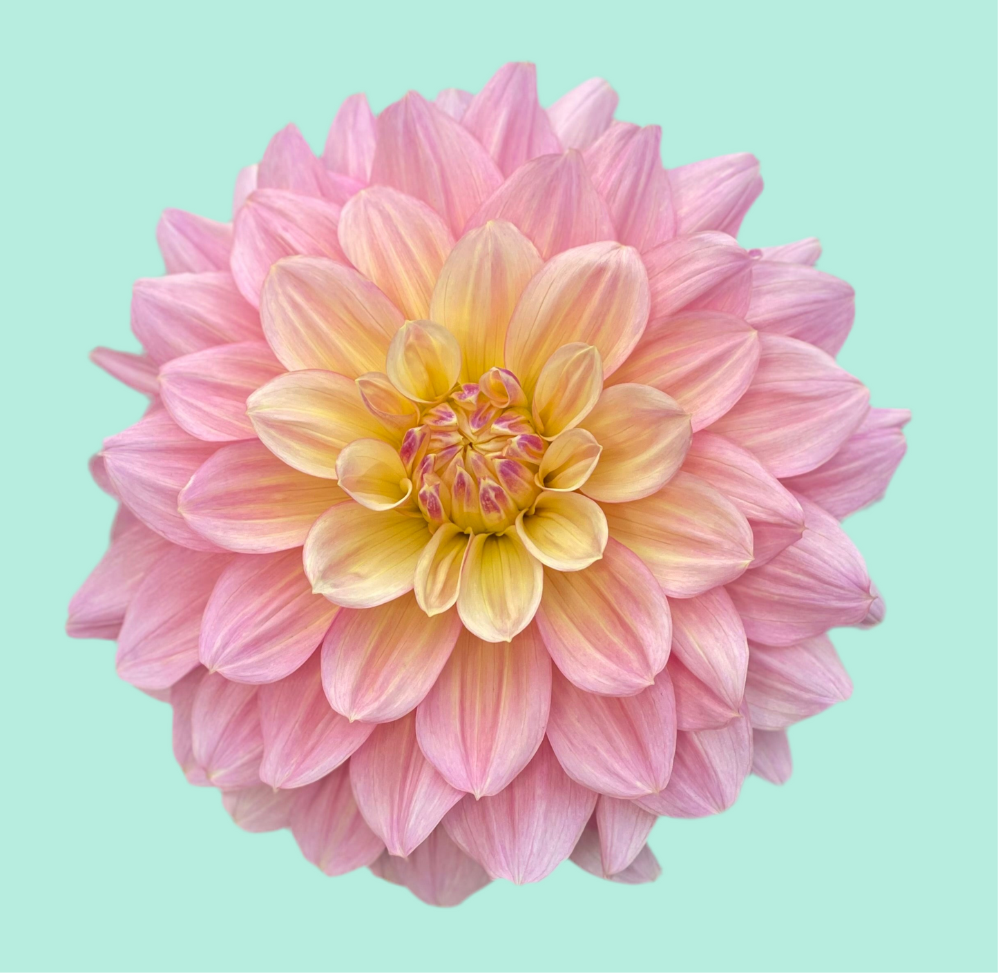 Wyn’s New Pastel