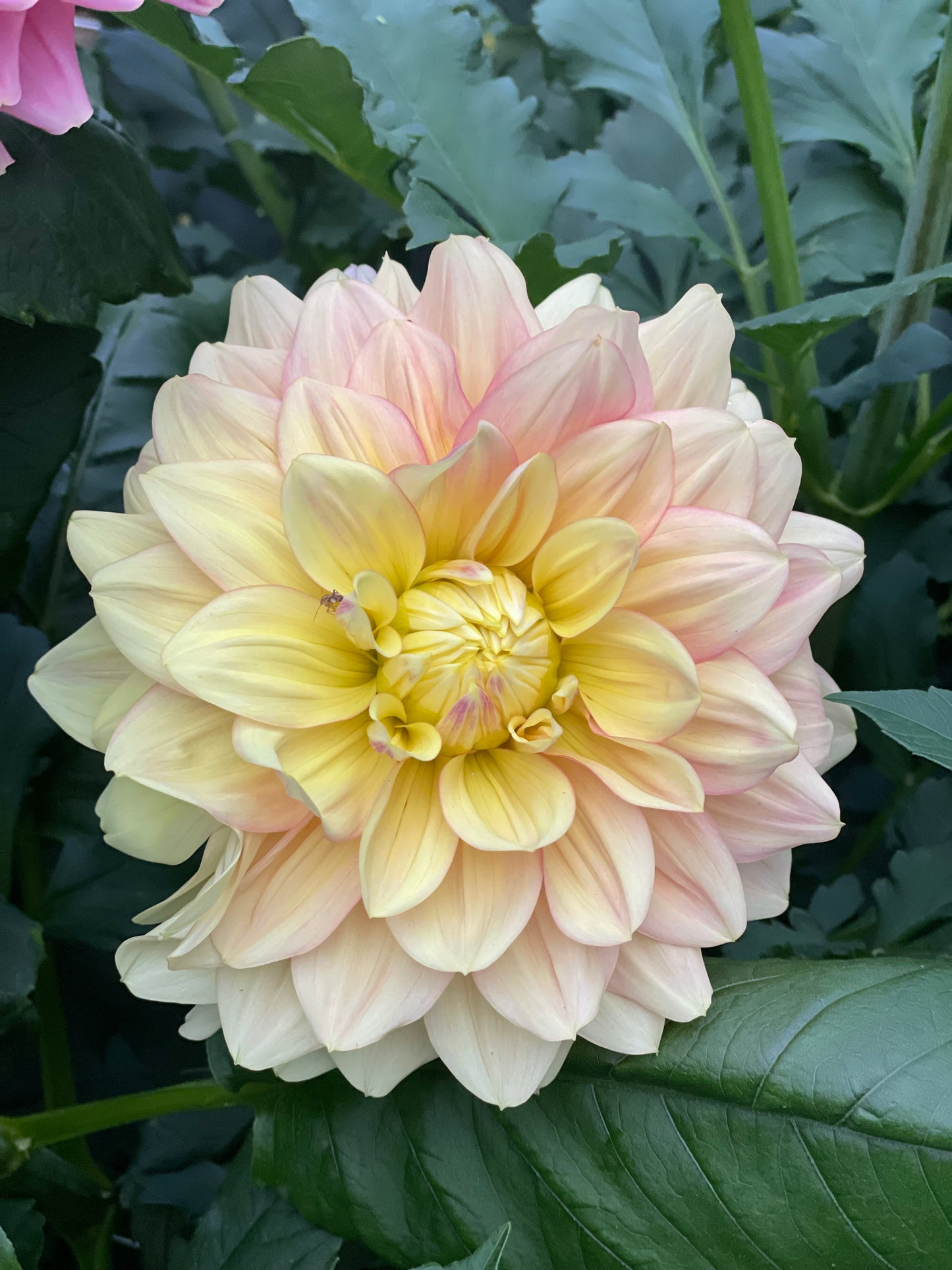 Wyn’s New Pastel
