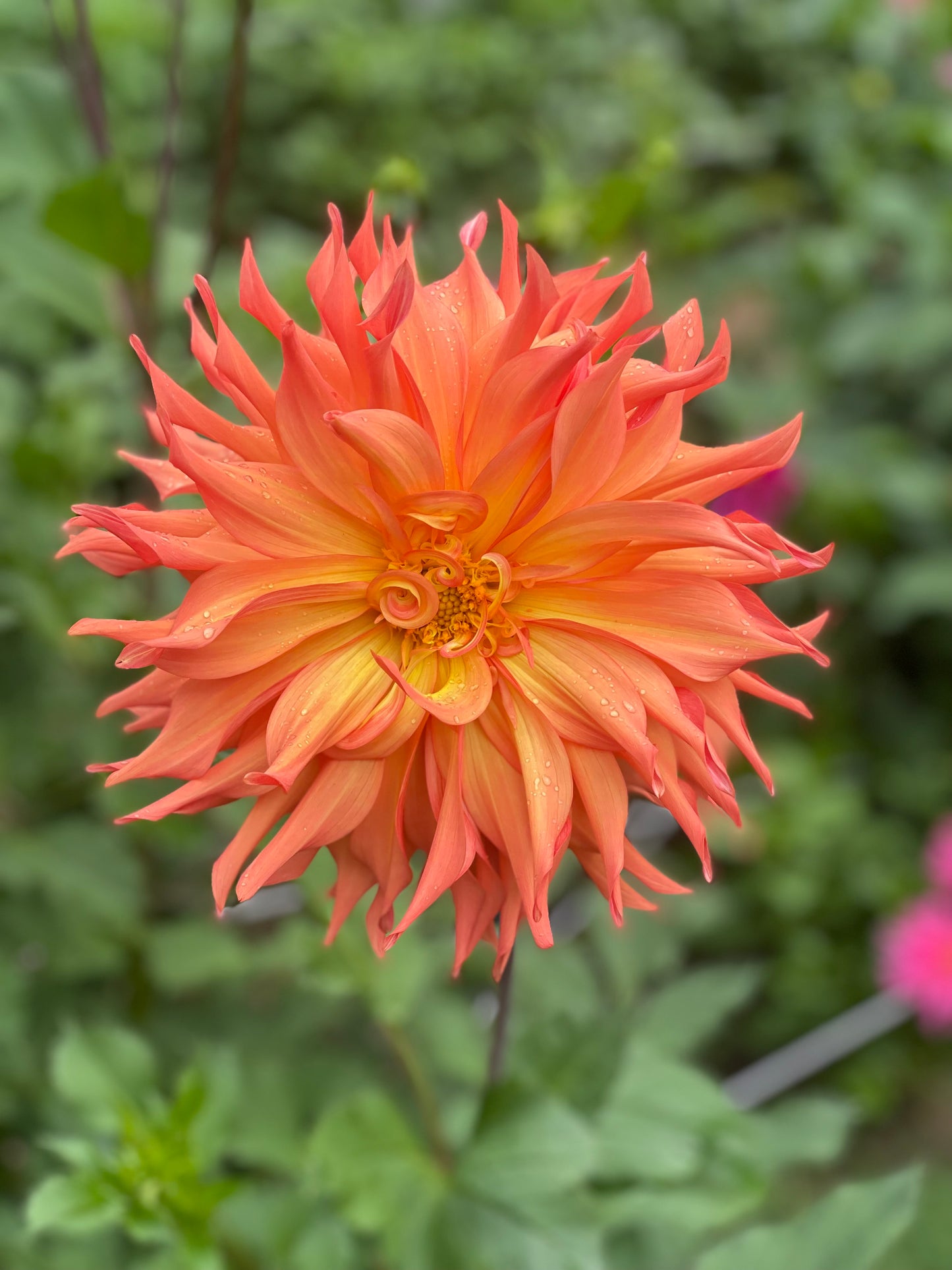 Woodland's Wild Thing