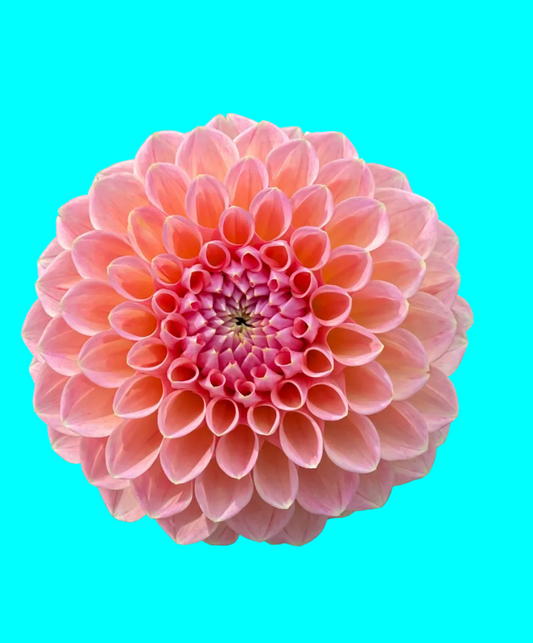 Dahlia Tuber - Caitlin’s Joy