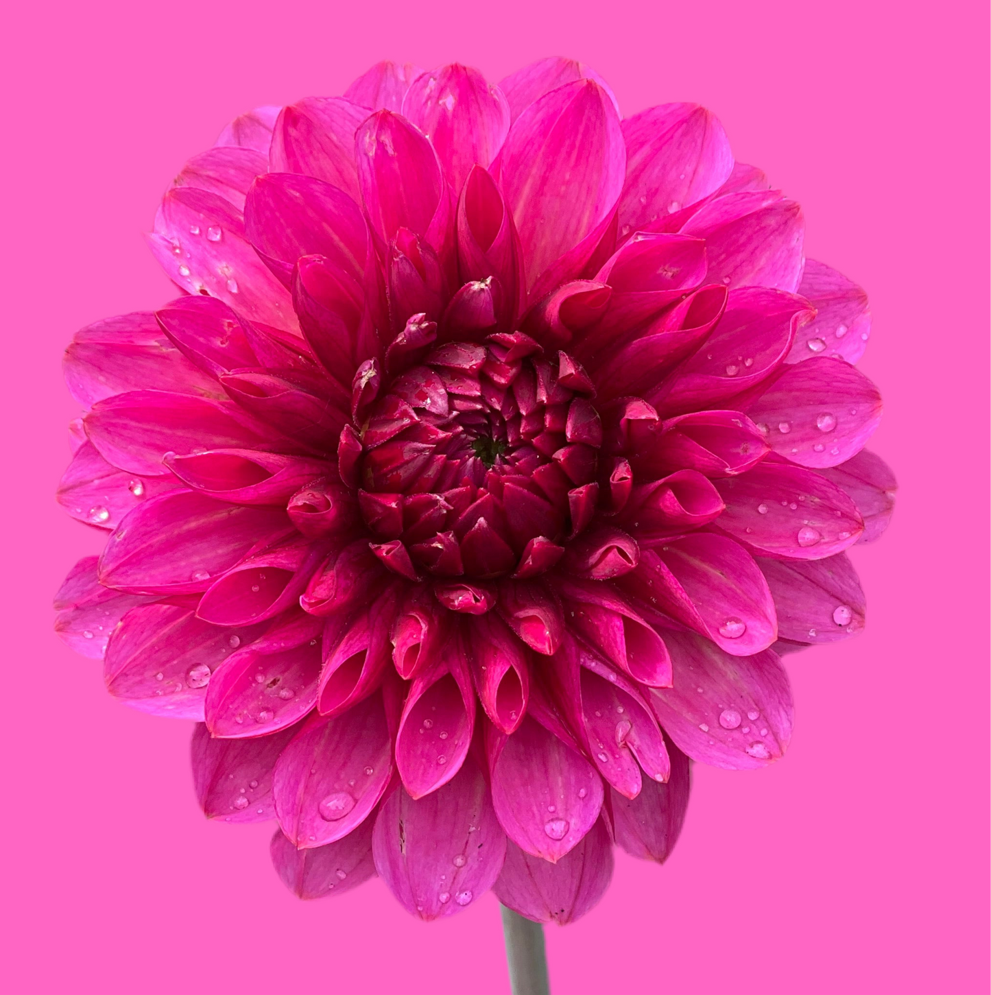 Vista Pinky