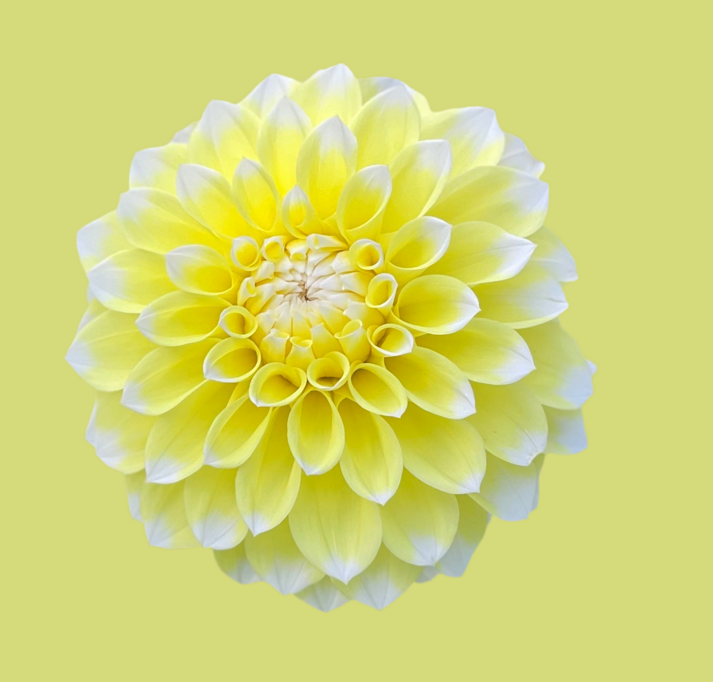 Korb’s Yellow Hy-Light