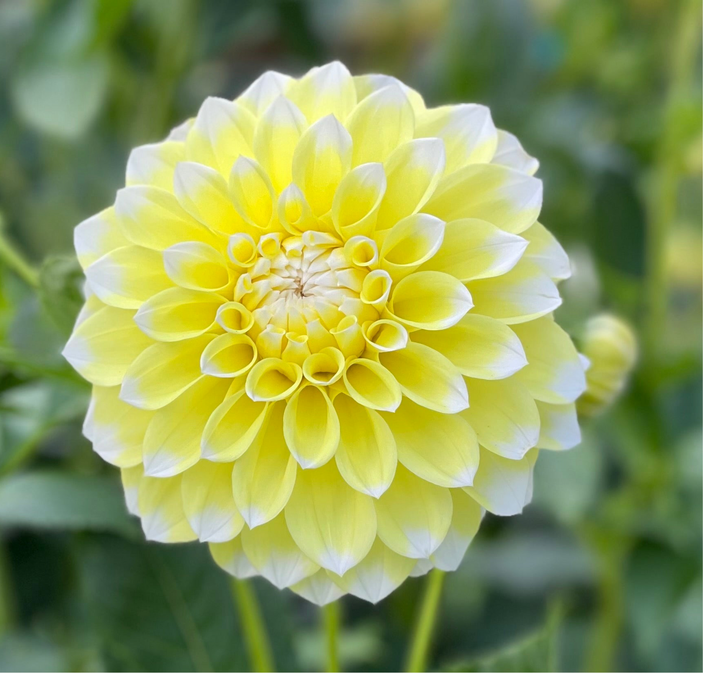 Korb’s Yellow Hy-Light