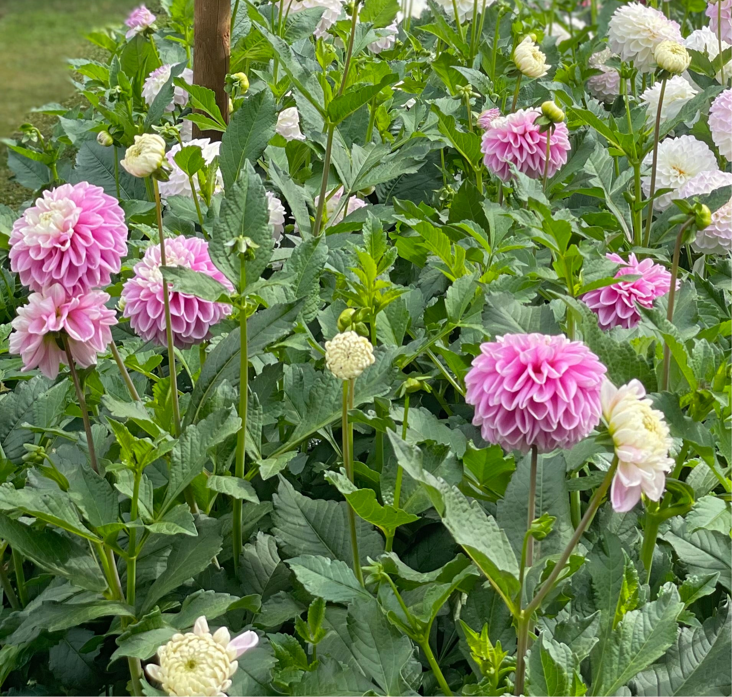 Fluffles