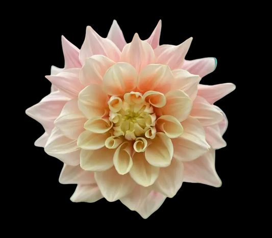 Dahlia Tuber - Break Out