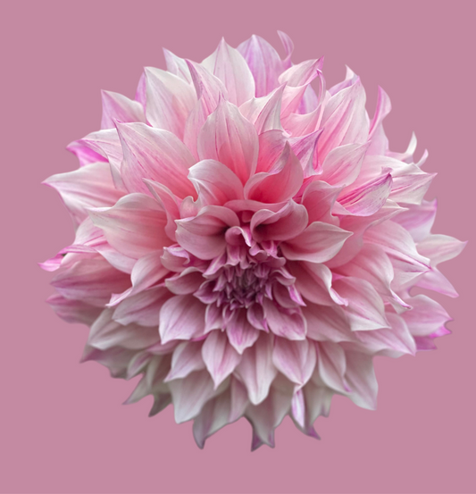 Dahlia Tuber - Cafe au lait Rose