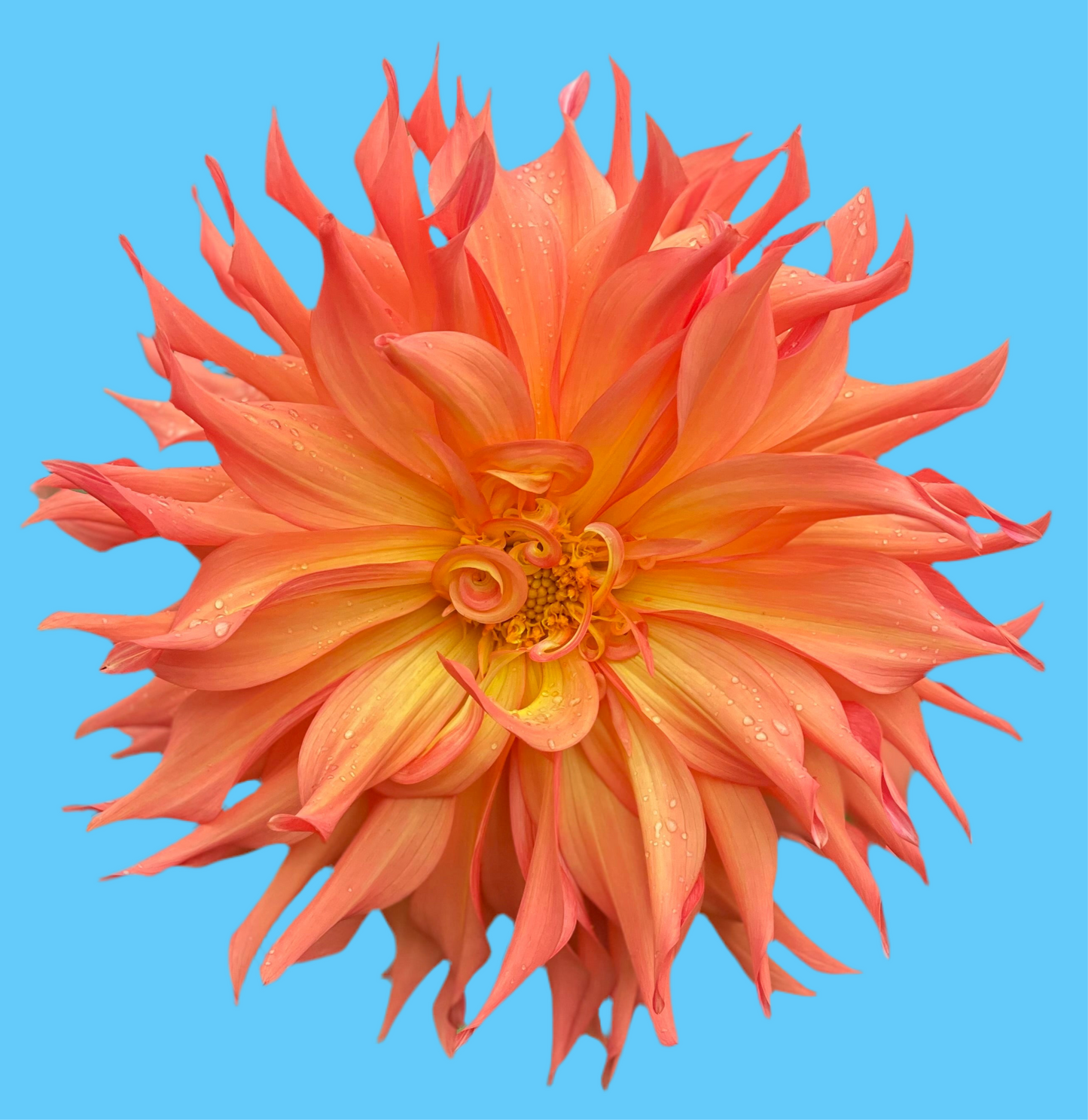 Woodland's Wild Thing