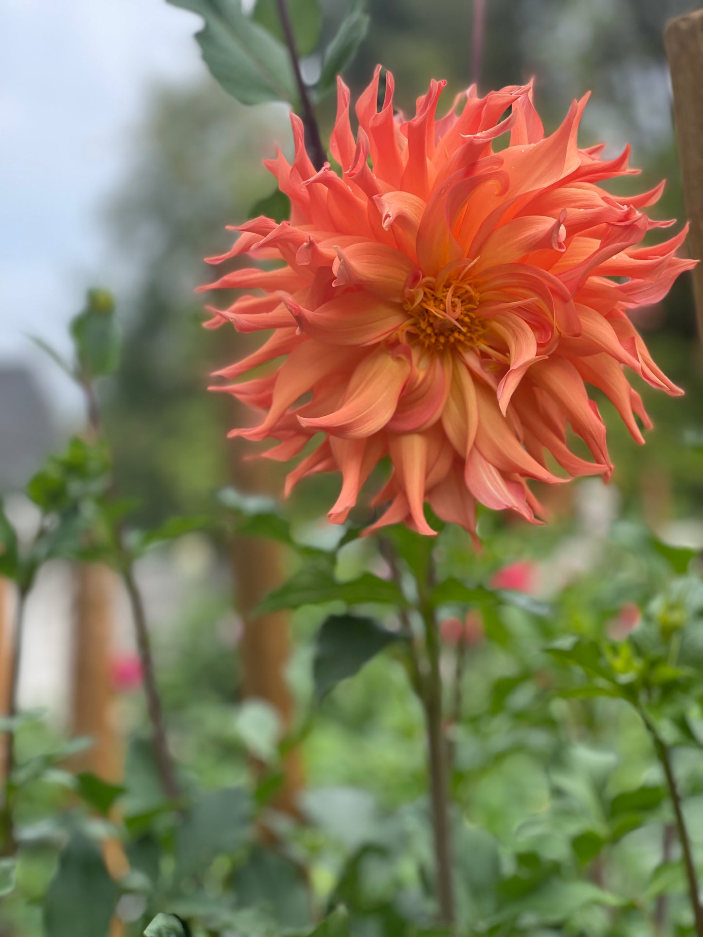 Woodland's Wild Thing